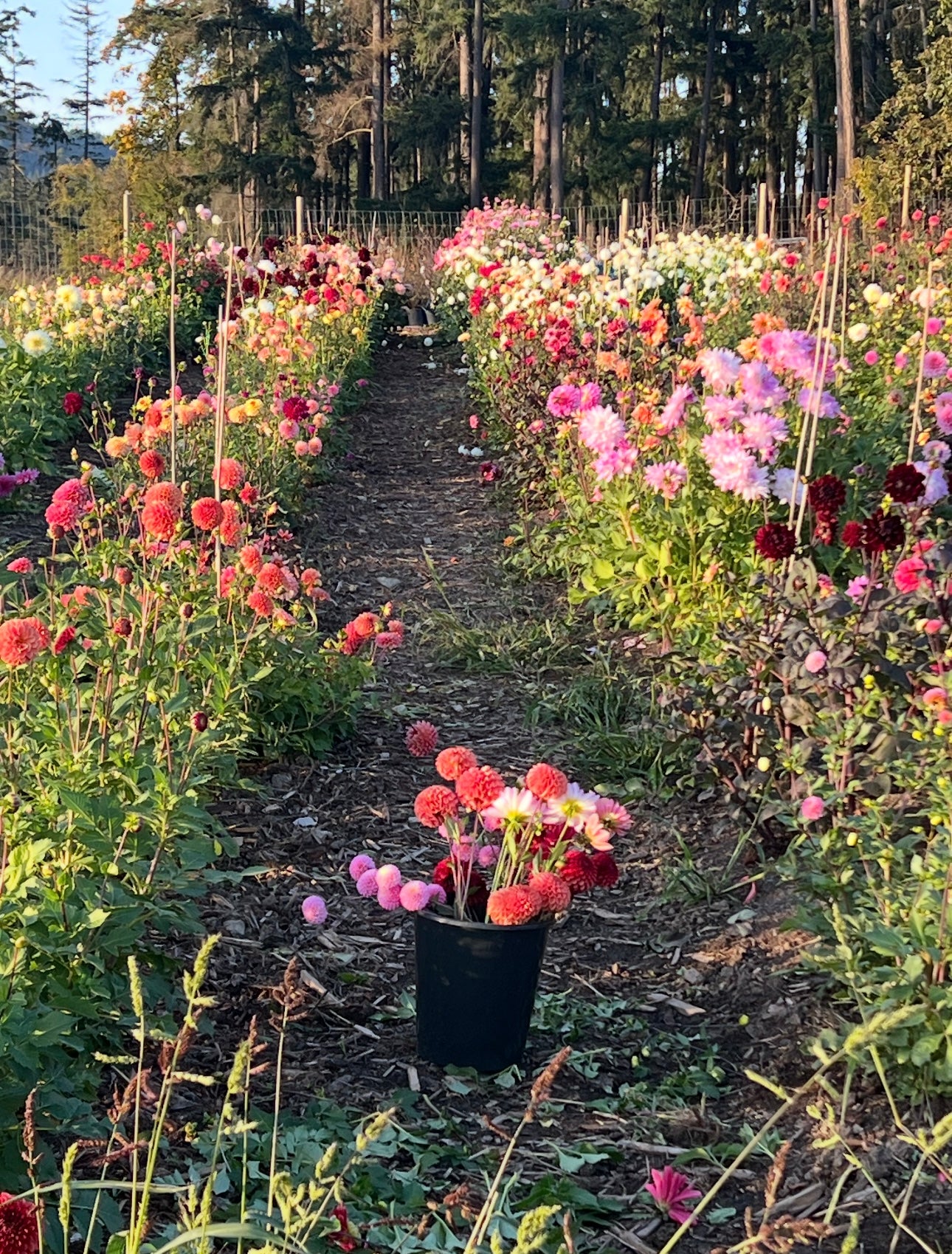 Flourish & Flow; Wellness on the Flower Farm