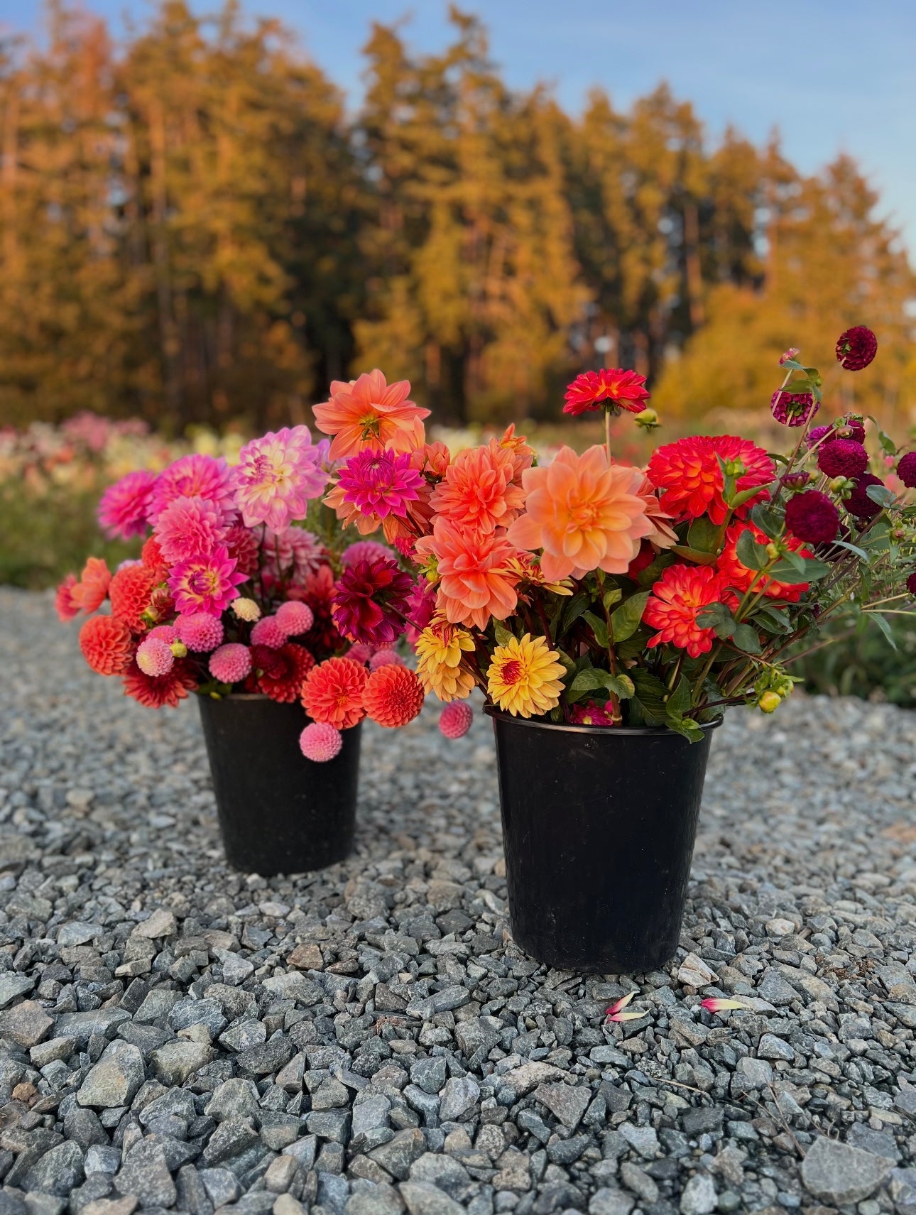 Flourish & Flow; Wellness on the Flower Farm